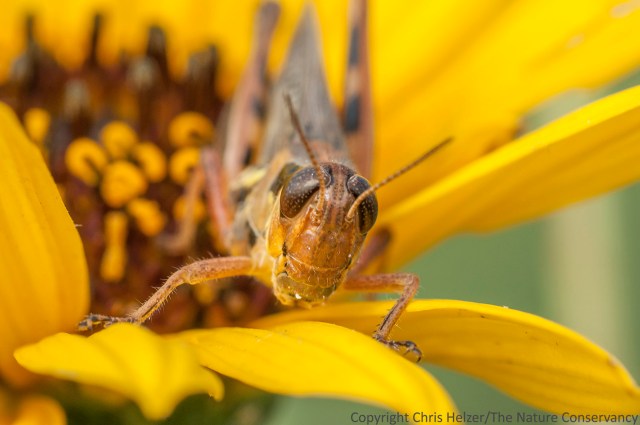This grasshopper was feeding on the pollen of stiff sunflower - an apparent favorite of many adult grasshopper, katydid, and tree cricket species.