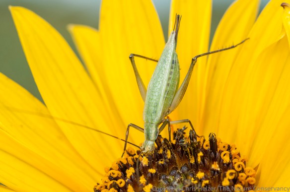 Tree crickets get in on the stiff sunflower pollen feeding frenzy too.