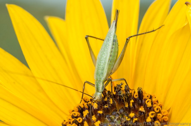 Tree crickets get in on the stiff sunflower pollen feeding frenzy too.