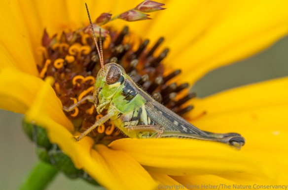 Another grasshopper species (probably) also feeding on stiff sunflower.