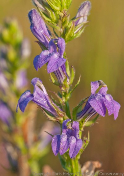 I had time to take 4 or 5 quick shots of this great lobelia (Lobelia siphilitica) before the shadow moved away completely and the light got too bright.  The Nature Conservancy's Platte River Prairies, Nebraska.