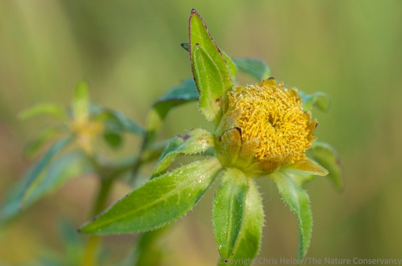 Several species of beggarticks (Bidens) grow along the edge of wetlands along the Platte River.