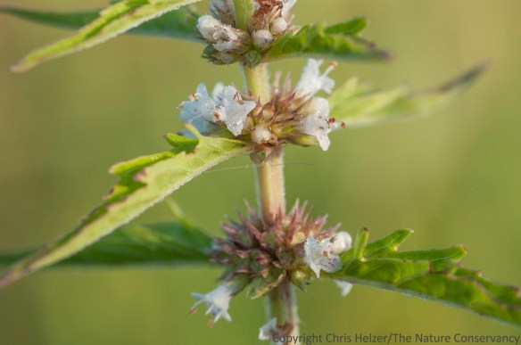 Field mint (Mentha arvensis) is another wetland edge plant.  Plants in the mint family usually have a pronounced square stem.