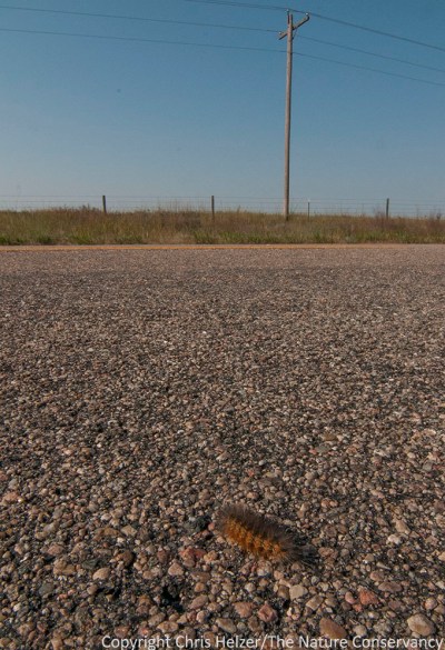 Fuzzy caterpillar crossing the highway west of Taylor, Nebraska.