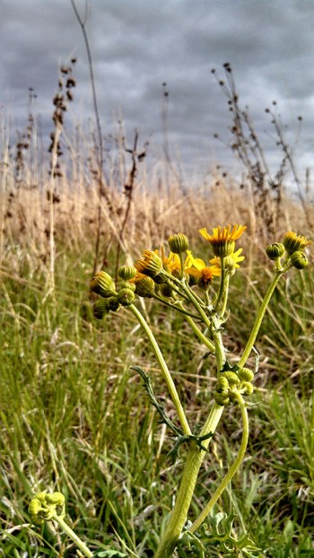 Prairie ragwort (Packera plattensis) - The Nature Conservancy's Platte River Prairies. Photo by Kim Tri
