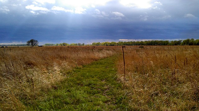 Cattle grazing along one of the hiking trails through the Platte River Prairies.  Photo by Kim Tri.