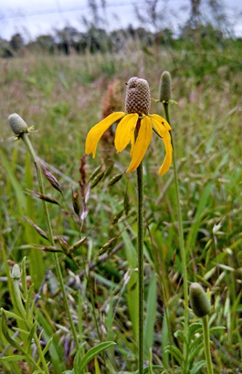 Yellow coneflower, aka upright prairie coneflower (Ratibida columnifera). Photo by Kim Tri