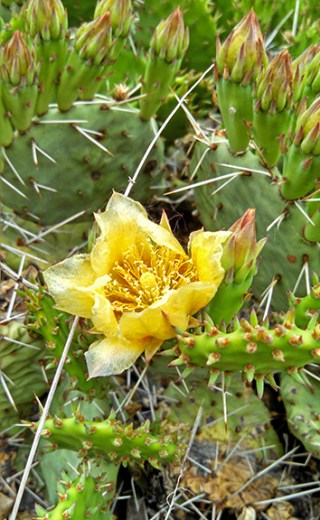 Blooming prickly pear cactus along the Platte River in Nebraska. Photo by Kim Tri.
