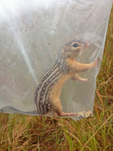 Thirteen-lined ground squirrel (Ictidomys tridecemlineatus). When I open a trap, I gently plop the critter into a bag in order to minimize handling exposure. I can weigh, identify and sex the critter while it’s in the bag. It’s safer for me, and the animal is only in there for a few seconds to a minute.