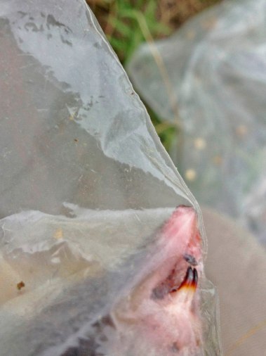 Scary shrew teeth. Unlike the rest of the similarly-sized critters I caught, shrews are not rodents. They are in the order Soricomorpha. They are mostly carnivorous and have saliva that paralyzes their prey.