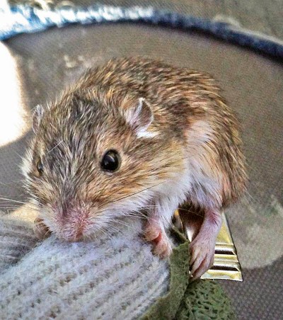 Pocket mouse pockets. They store seeds in there to bring back to their nest cache.