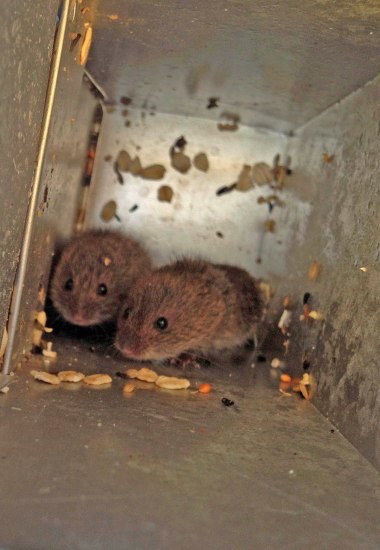 Baby voles! 