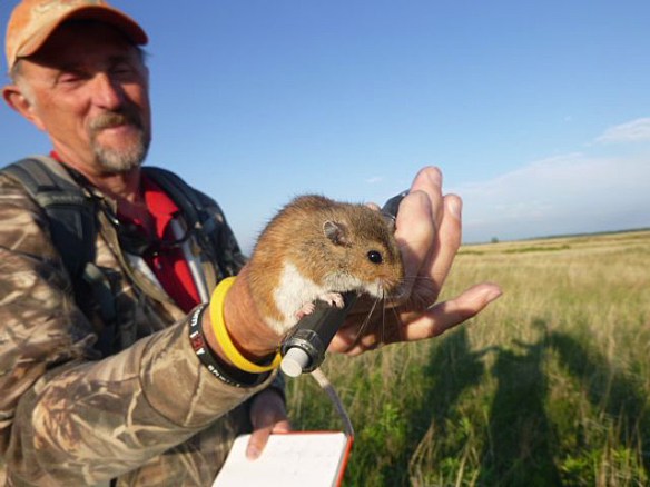 Mike Schrad, Nebraska Master Naturalist and my small mammal project mentor. 