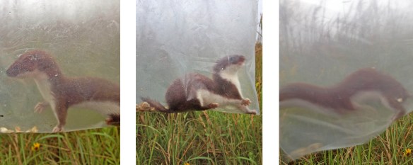 Weasel tryptic. Although none of these manage to capture the full length of the weasel (Mustela nivalis), they do manage to capture what you’d be likely to see - a reddish blur.
