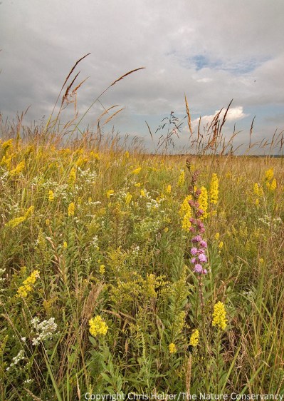 Color is easy to find in many prairies.  Wildflowers are an obvious source of color, but not the only one.