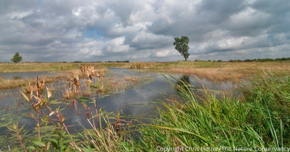 The Derr Sandpit wetland (2013 photo). The Nature Conservancy's Platte River Prairies, Nebraska.