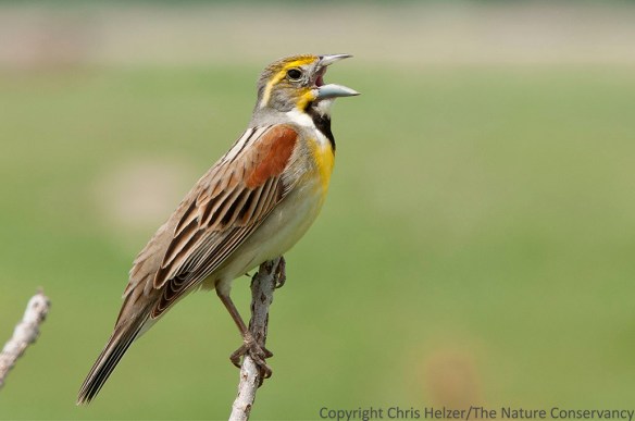 Birds such as this dickcissel can provide color, movement and noise all by themselves...