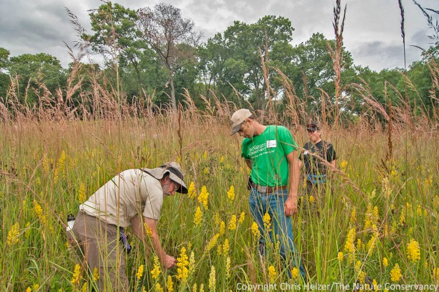 James Trager (Shaw Nature Reserve) and Nelson Winkel (TNC Platte River Prairies) look over a restored prairie at Nachusa Grasslands. This prairie was relatively unique in that it had a fair amount of indiangrass in it. Most of the seed mixtures have none, or very little, seed from big grasses such as indiangrass and big bluestem.