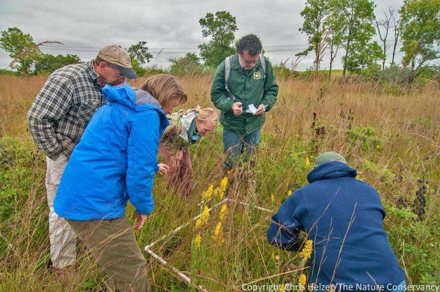 Bill (left) oversees some "data collection" during this year's Grassland Restoration Network, which was done to help tour participants evaluate an overseeding project. Becky and Hank Hartman (volunteer stewards) have used repeated overseeding to transform an area from exclusively grasses to one with very nice wildflower diversity.