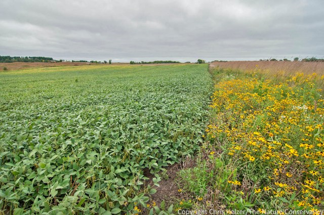 The soybean field on the left is a former restored prairie that just never established as Bill hoped, so he and his crew made the decision to start over. After it is farmed for a few years, they'll try again.