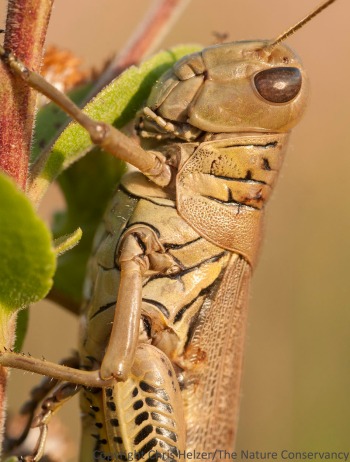 The olive-greenish color and the strong herringbone pattern on its back leg helps distinguish the differential grasshopper from other species.  