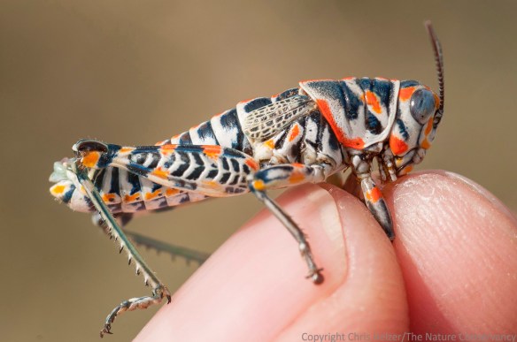 A very colorful grasshopper.