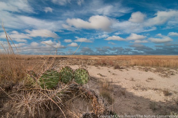 Prickly pear cactus.