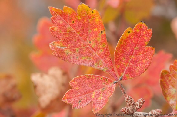 The red fall foliage of skunkbush sumac (Rhus trilobata) provided bright highlights across the Wildcat Hills this week.