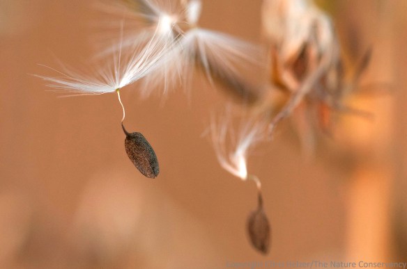 Wild lettuce seeds at sundown.  Helzer Family Prairie, near Stockham, Nebraska.