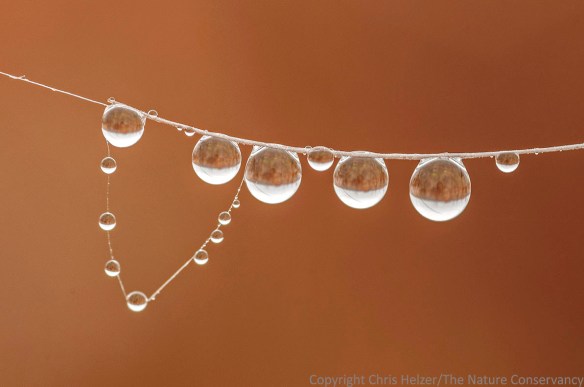 Water droplets on spider silk.