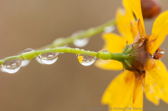 Droplets on a late-blooming plains coreopsis.