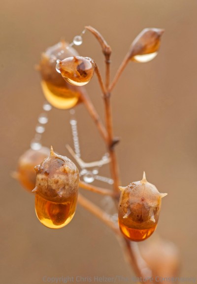 Water droplets, gerardia and spider silk on a very foggy morning at a Platte River Prairies wetland last week. 