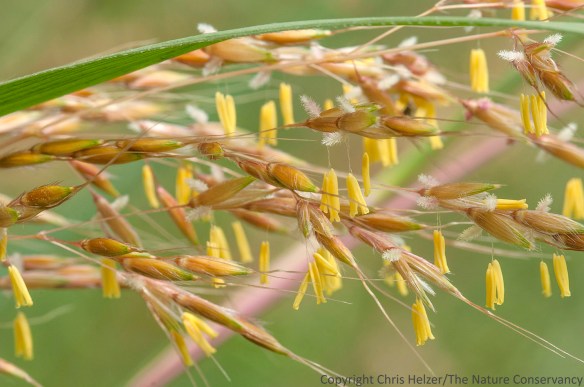 Indiangrass in flower.  Lincoln Creek Prairie, Aurora, Nebraska.