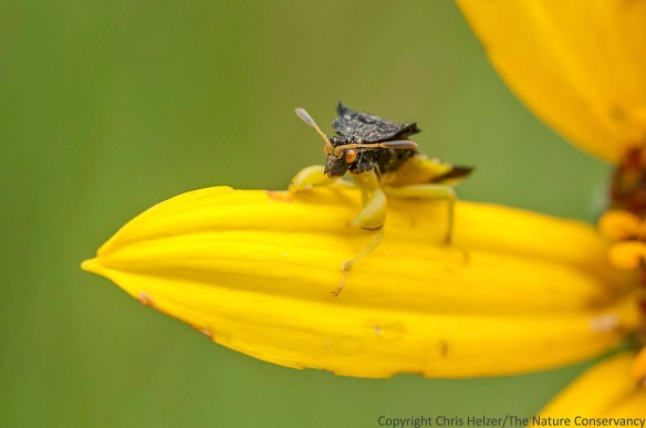 Ambush bug (Phymata americana?) on a stiff sunflower plant. The Nature Conservancy's Platte River Prairies, Nebraska.