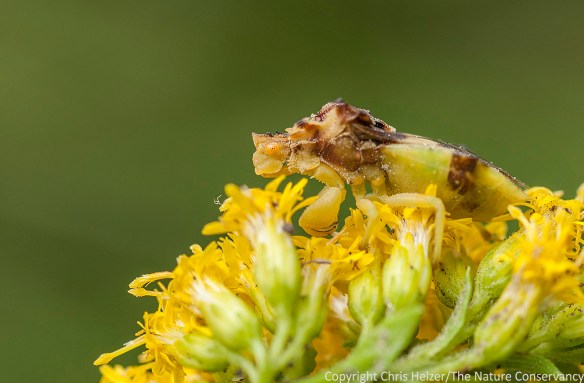 I think this might be the female of the species shown in the first photo. However, I'm an ecologist, not an entomologist, so don't take my word for that.
