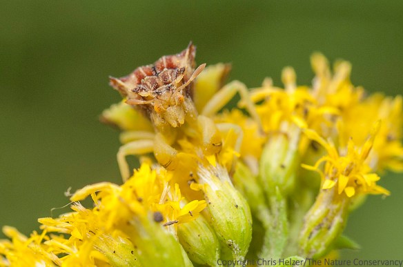 Don't mess with ambush bugs...