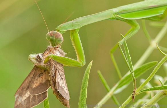 A Chinese mantis feeding on a sphinx moth. Lincoln Creek Prairie; Aurora, Nebraska.