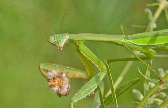 "Just trying to eat here... do you mind?"