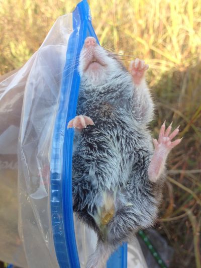 The underside of a grasshopper mouse. If you look closely, there's a faint orange circle on this one's chest, suggesting that I marked it on a previous week's transect. 