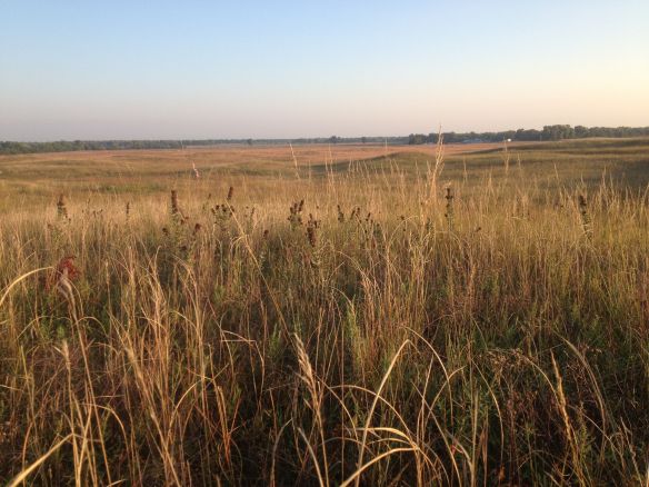 The sandhills area of the Platte River Prairies - habitat of the northern grasshopper mouse.  Can you spot the flag marking a trap location?