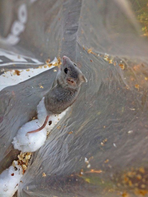 cute lil grey guy. I would guess this one is on the younger side of things. Its fur has some of that downy, juvenile look to it. [good ones for the disclaimer? When I open a trap, I gently plop the critter into a bag in order to minimize handling exposure. I can weigh, identify and sex the critter while it’s in the bag. It’s safer for me, and the animal is only in there for a few seconds to a minute.