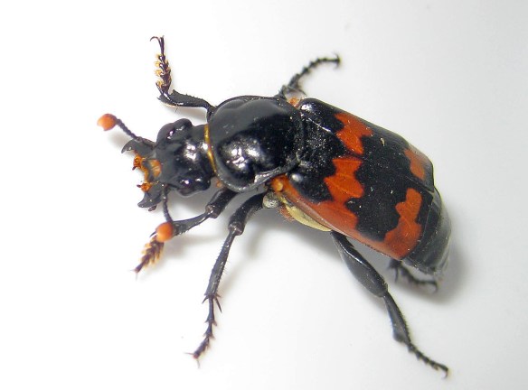 The burying beetle Dillon found... The Nature Conservancy's Platte River Prairies, Nebraska.