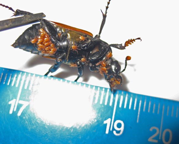 The underside of the beetle was covered in tiny mites. It turns out they are not harming the beetle at all, but just hitching a ride to their food source.