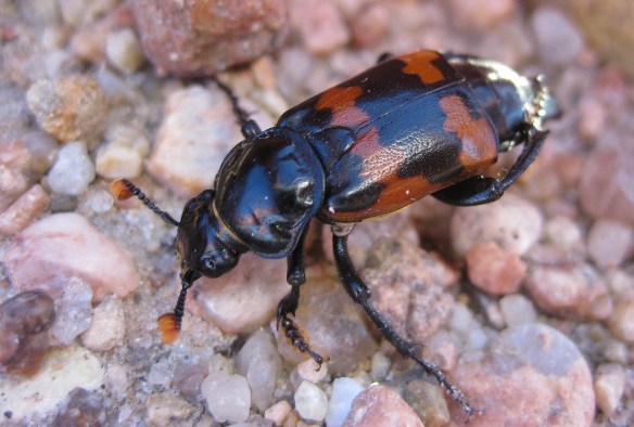 Here's the beetle after it was released. (No beetles were harmed in the making of this blog post.)
