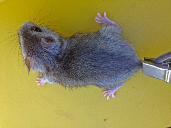 This is probably one of the youngest-looking grasshopper mice I found. It is fairly small, its fur is still more downy than silky, and its head/eyes to body ratio makes me think it's pretty young. Also it wasn't very good at being elusive or aggressive compared to most, so hopefully mom is still giving it some lessons! [The clip on its tail is attached to my mouse scale. While it is undoubtedly a little uncomfortable, there is no permanent damage. Using the clip means I am touching them less, and speeds up the photo taking process so they can be released faster!]  This is probably one of the youngest-looking grasshopper mice I found. It is fairly small, its fur is still more downy than silky, and its head/eyes to body ratio makes me think it's pretty young. Also it wasn't very good at being elusive or aggressive compared to most, so hopefully mom is still giving it some lessons! [The clip on its tail is attached to my mouse scale. While it is undoubtedly a little uncomfortable, there is no permanent damage. Using the clip means I am touching them less, and speeds up the photo taking process so they can be released faster!]