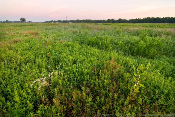 A grass farmer's nightmare, these ragweed plants and other "weeds" play important ecological roles and fill in open spaces created by intensive grazing or drought.