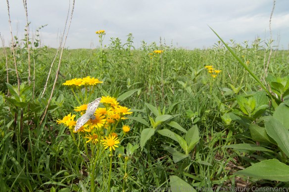 Prairies managed for overall diversity have strong ecological processes that support all species - including game animals, songbirds, insects, plants and livestock. Prairies managed for overall diversity have strong ecological processes that support all species - including game animals, songbirds, insects, plants and livestock.