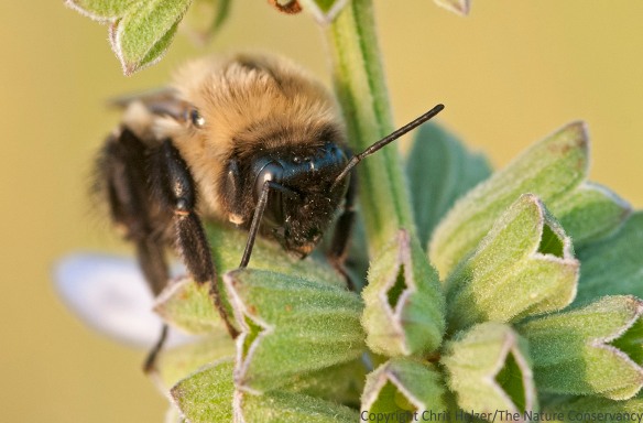 Looking at a prairie through (cute!) eyes of bees or other species is a great way to broaden your perspective.