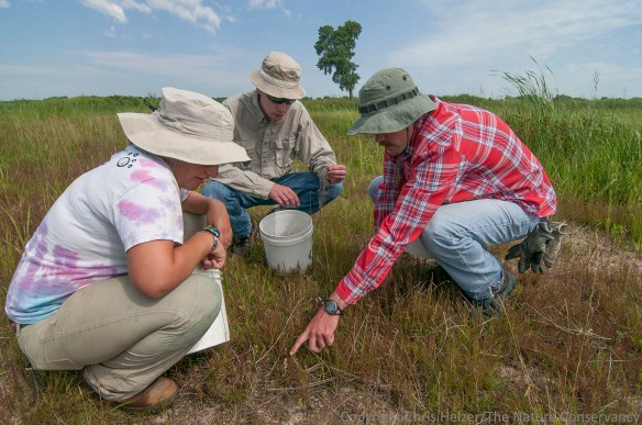 2014-2015 Fellows (and volunteer Sam Sommers) learn plant identification at The Nature Conservancy's Platte River Prairies.