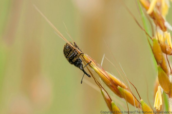 I have rarely seen the head-clipping weevil itself, and had never photographed it.  On the day I photographed the sunflowers shown above, though, I finally saw one fly off a stem and managed to get a documentary photo of it.  Look at all the sunflower pollen stuck to it!